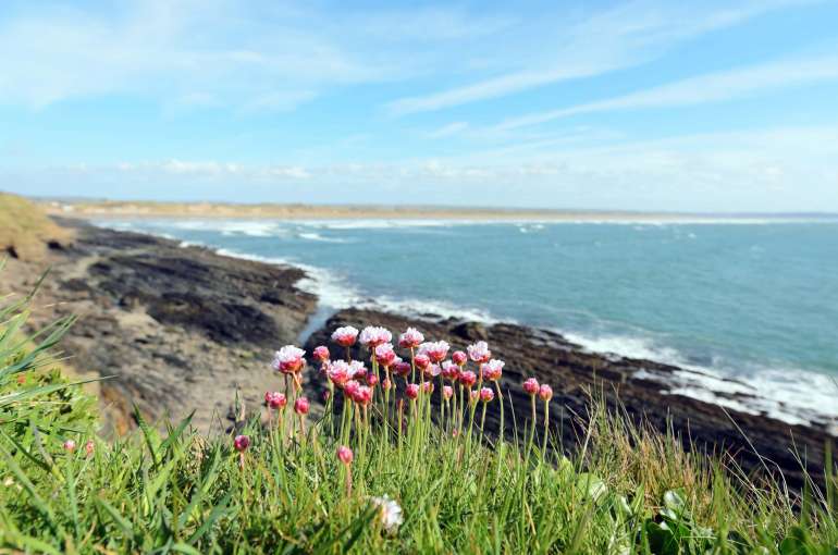 Flowers Overlooking Saunton Sands Beach North Devon