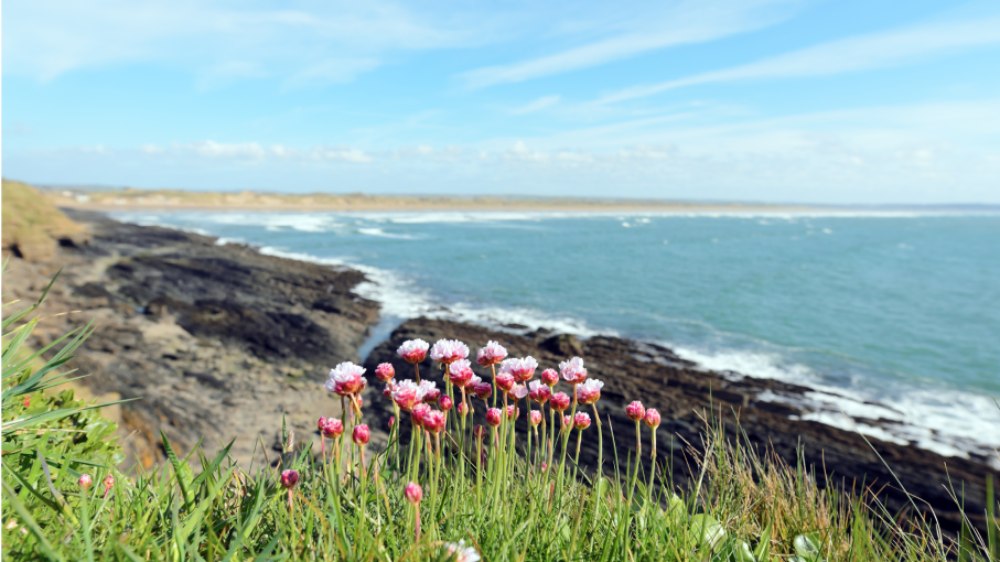 flowers with Saunton Beach in the background