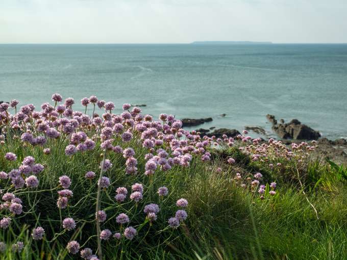 Flowers bush overlooking the sea