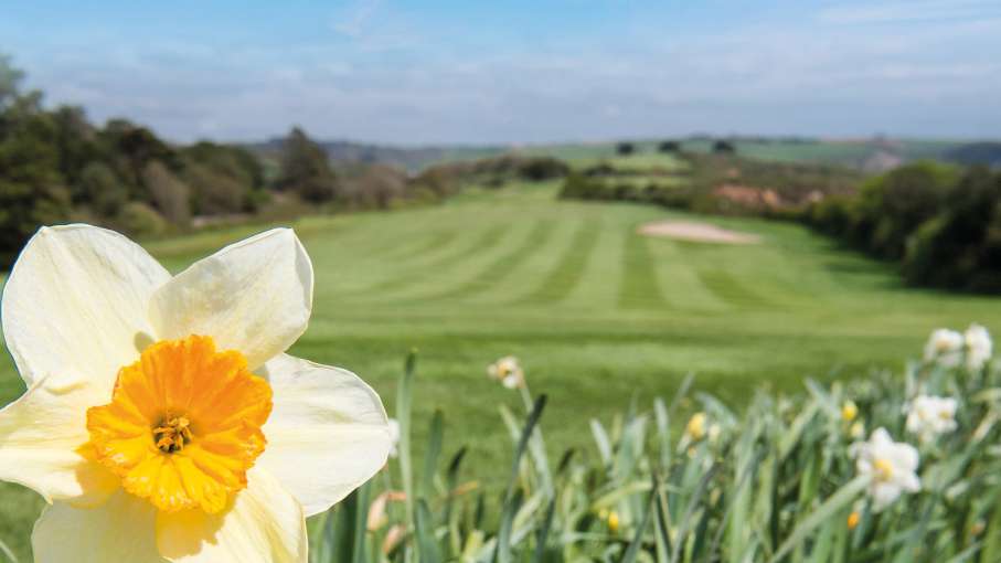 Daffodils on Carlyon Bay Golf Course