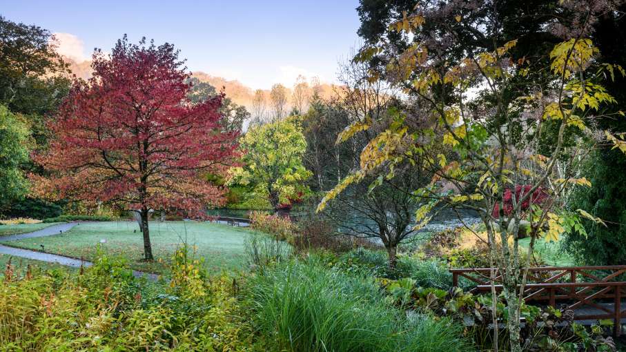 Rosemoor 