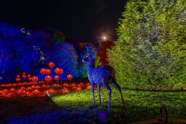 RHS Rosemoor Glow Nights