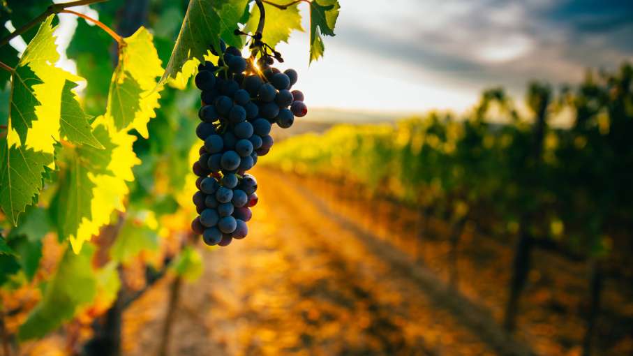 Camel Valley Vineyard