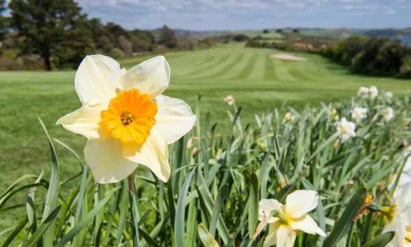 Carlyon Bay Hotel Daffodils by Golf Course