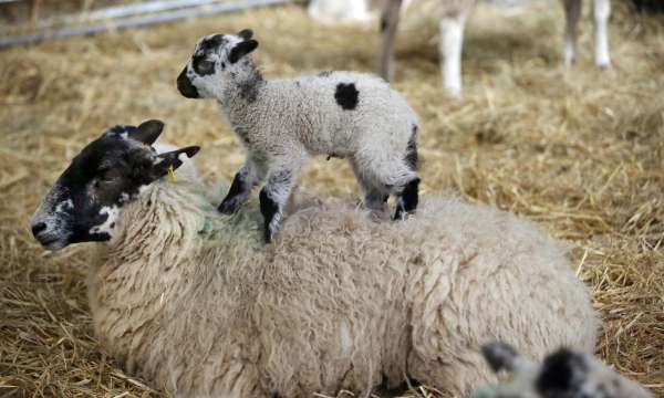 Lamb and Ewe at The Big Sheep