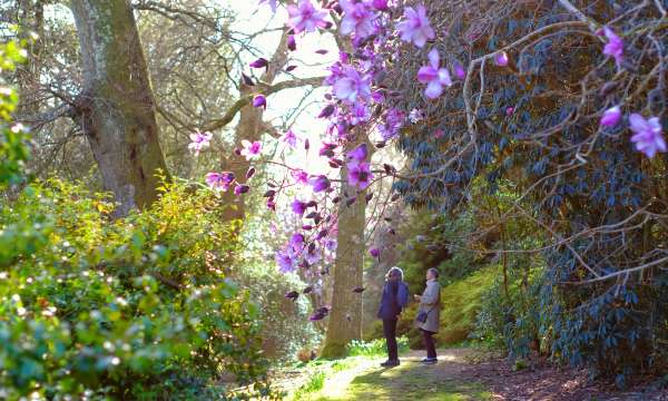 Caerhays Castle Spring Gardens