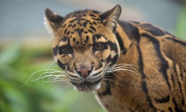 Leopard at Exmoor Zoo