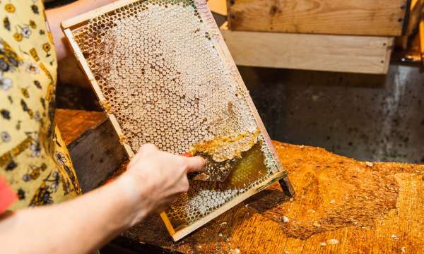 Uncapping the Honey for Extraction at Quince Honey Farm