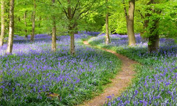 woodland with bluebells and path through