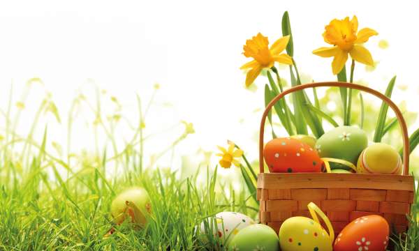 Easter eggs in a basket with daffodils in background