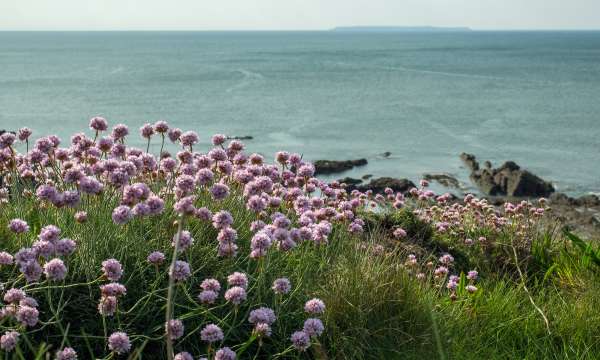 Flowers bush overlooking the sea