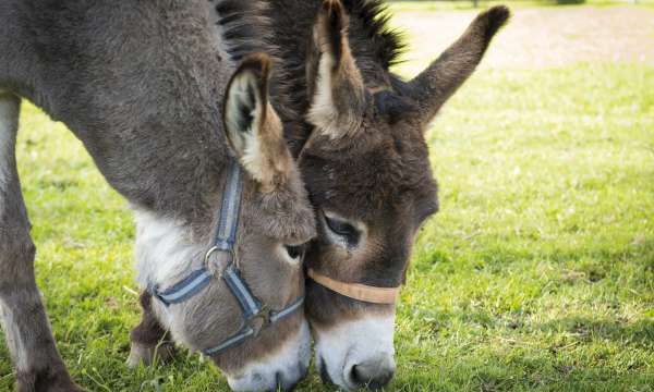 Donkeys at Sidmouth Donkey Sanctuary 