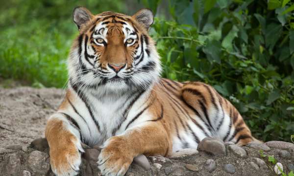 Tiger on rock at Dartmoor Zoo