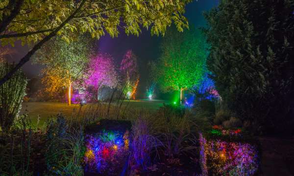 Rosemoor Glow
