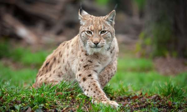 Eurasian Lynx at Wildwood Devon