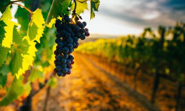 Camel Valley Vineyard